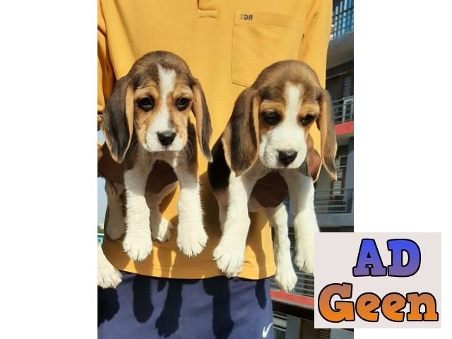 used Tri colour Beagle super quality assurance for sale 